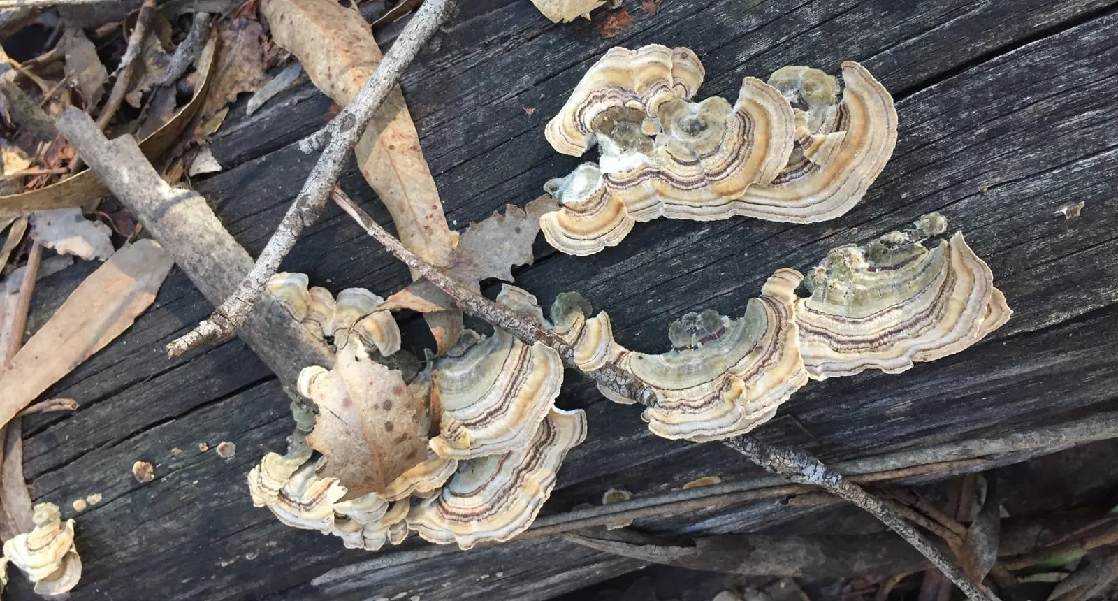 Mushrooms fruiting on a log