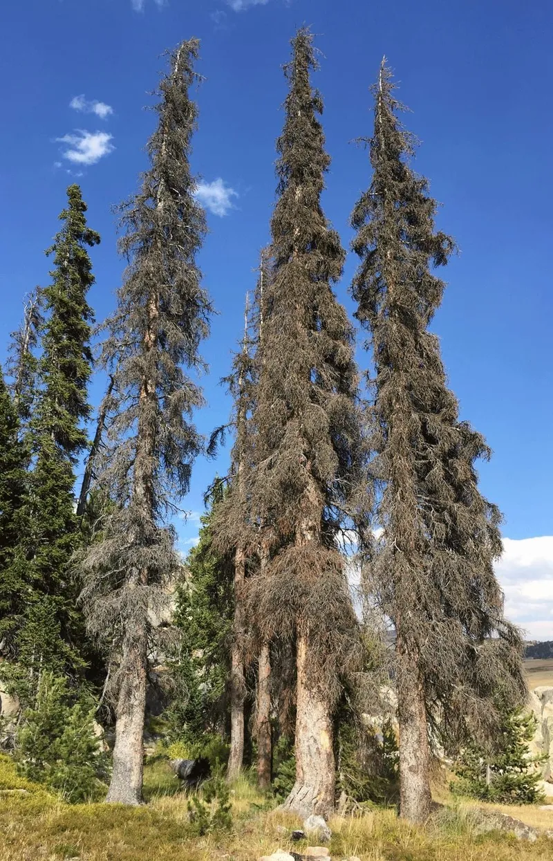 A standing dead tree