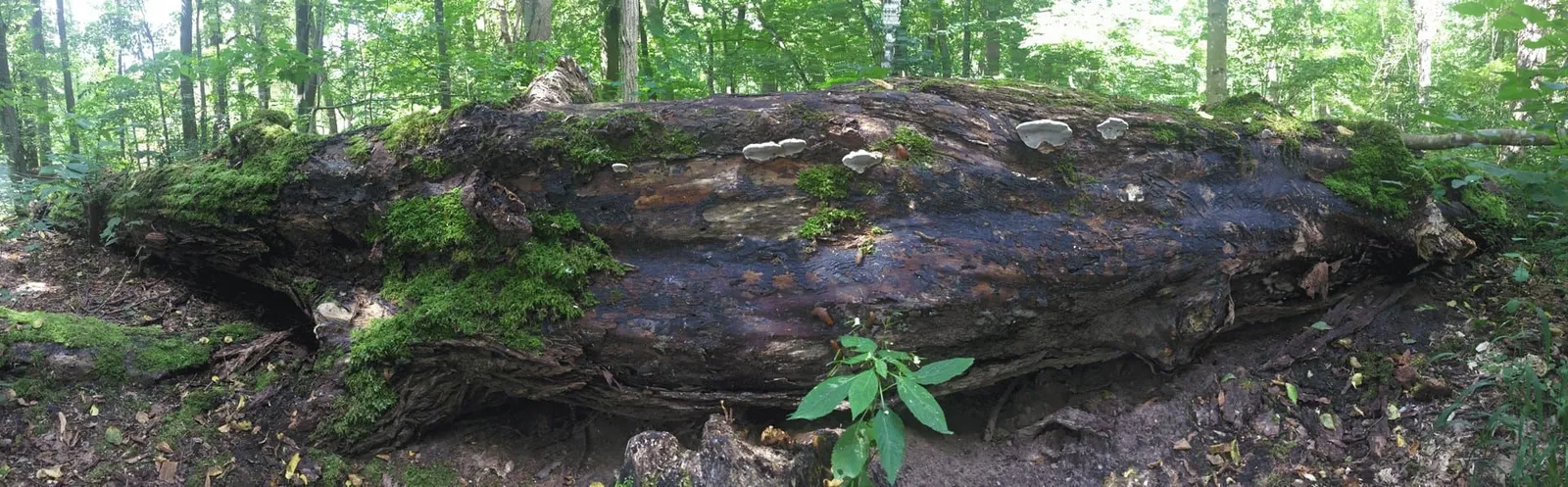 A moss-covered fallen log with white shelf fungi in a green forest